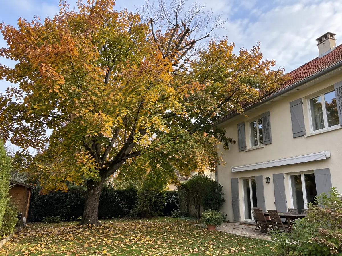 Avant : érable touffu, bois mort dans la couronne, branches au-dessus du toit d'une maison